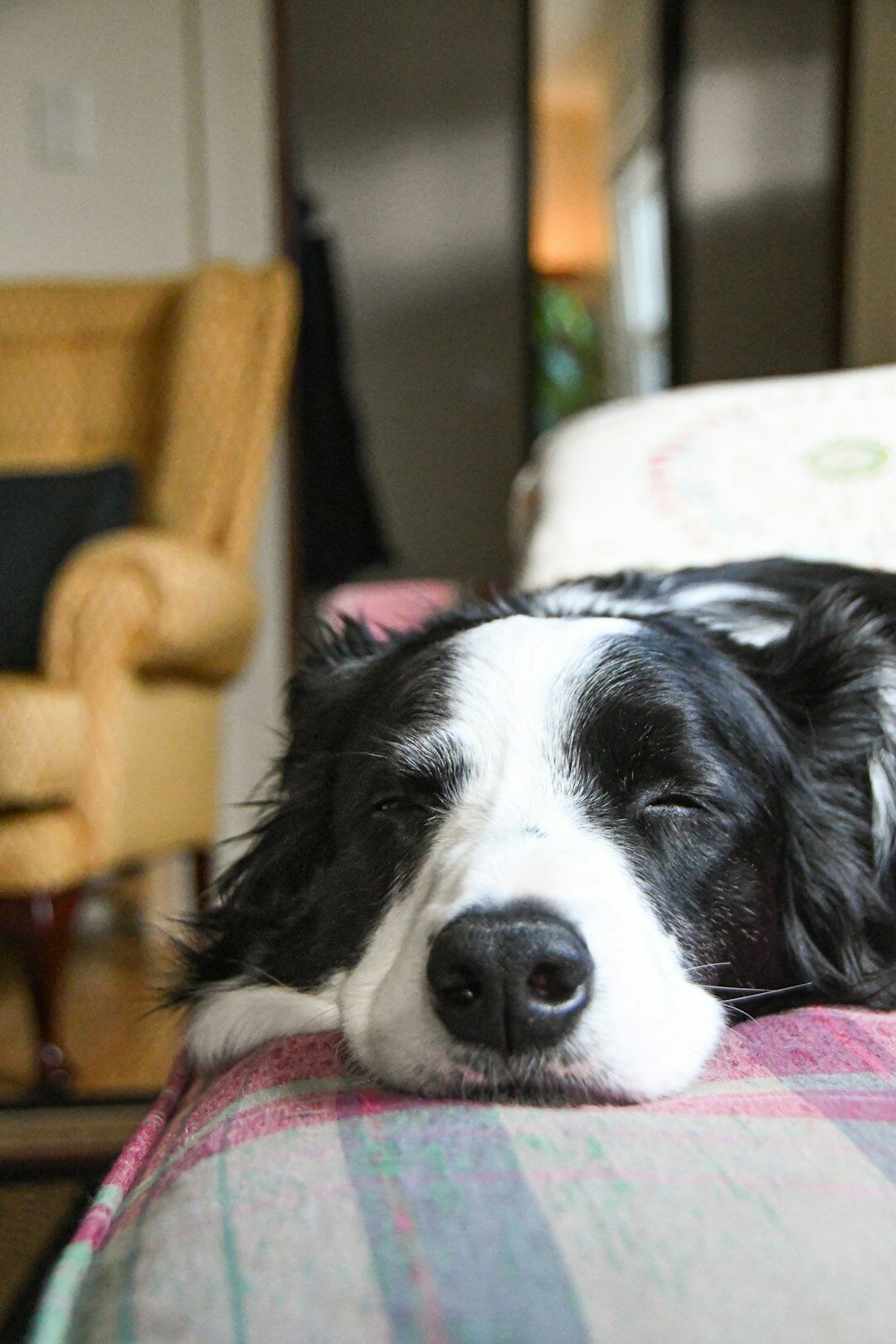 star relaxing at home